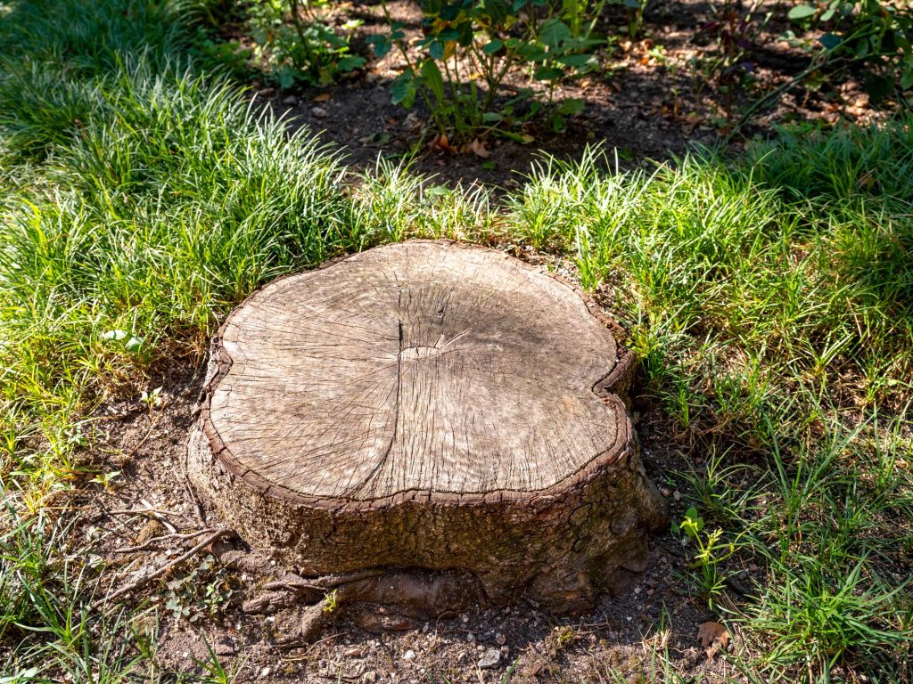 A tree stump in a grassy area.